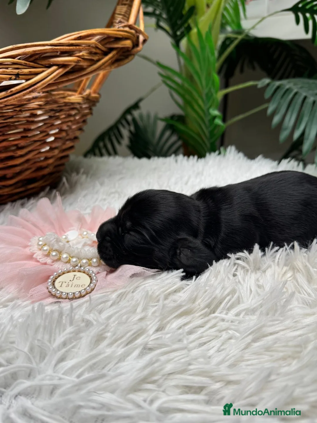 Cocker Spaniel Inglés perros en venta: COCKER SPANIEL INGLES - Anuncio 7