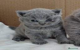 Británico de Pelo Corto Azul gatos en venta: British Shorthair super bonitos - Imagen 6