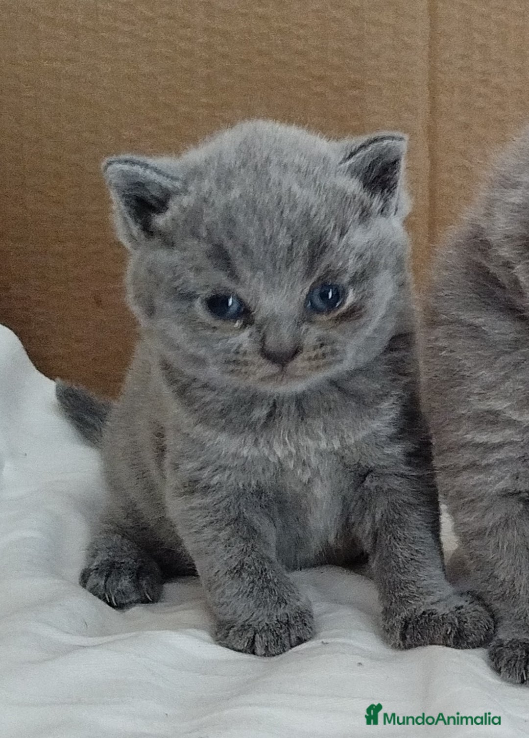 Británico de Pelo Corto Azul gatos en venta: British Shorthair super bonitos - Imagen 6