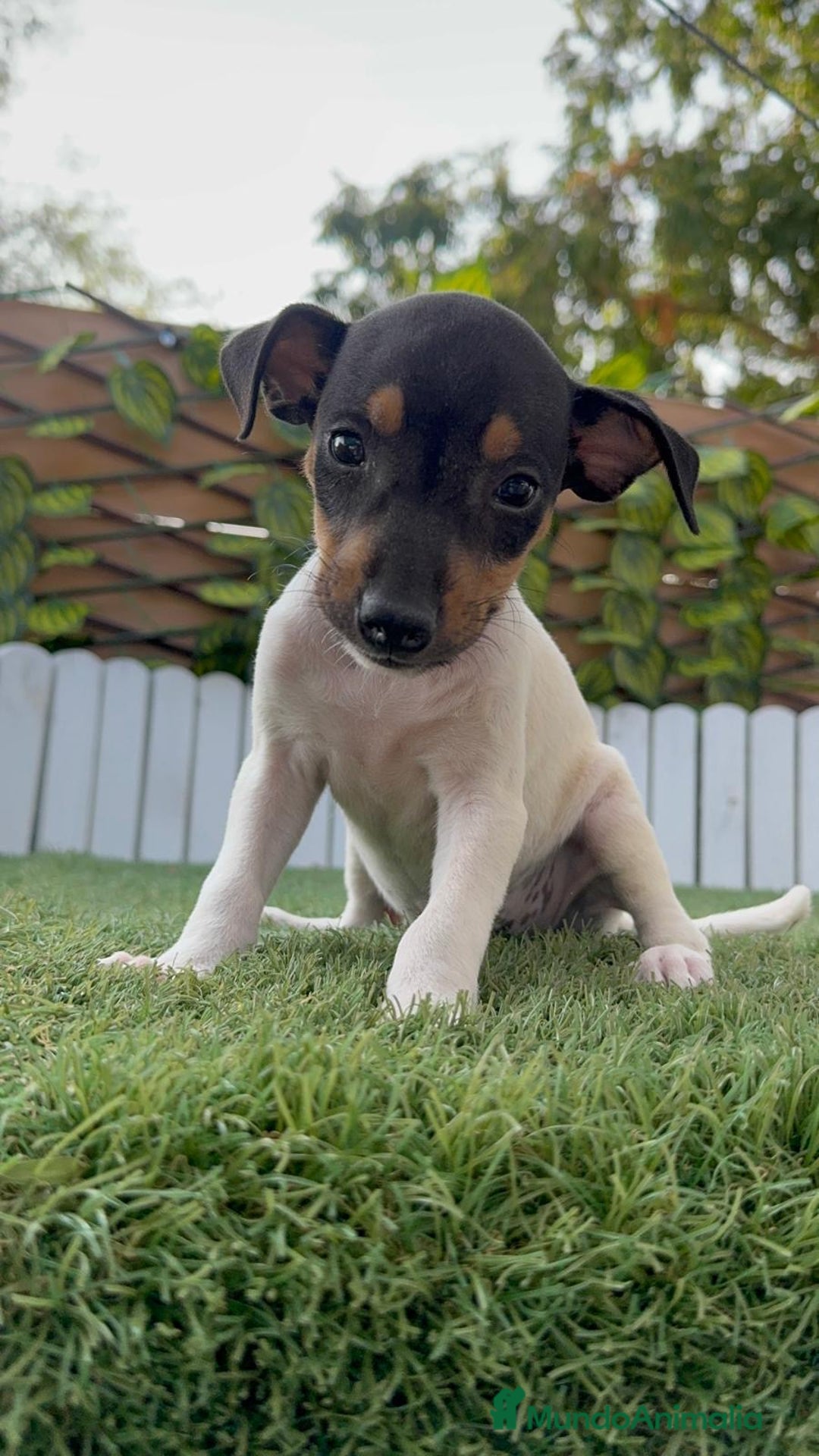 Ratonero Bodeguero Andaluz perros en venta: BODEGUERO ANDALUZ - Imagen 8