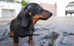 Teckel Miniatura perros en venta: 🐾 CONOCE A GINA UNA PEQUEÑA TECKEL MINIATURA 🖤 - Imagen 8