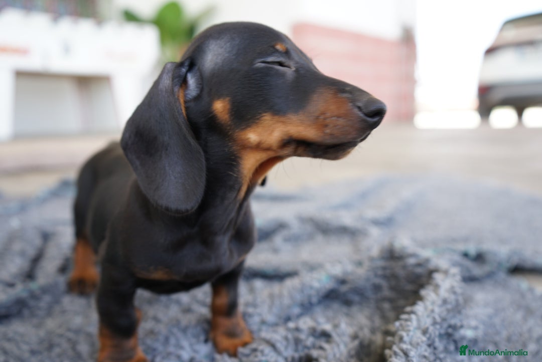 Teckel Miniatura perros en venta: 🐾 CONOCE A GINA UNA PEQUEÑA TECKEL MINIATURA 🖤 - Imagen 8