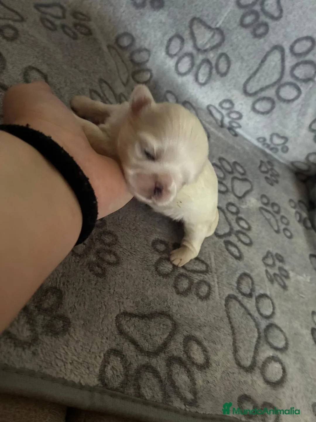 Shih Tzu perros en venta: Shihtzu disponibles  - Anuncio 3