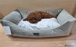 Caniche Enano perros en venta: Caniches - Imagen 4