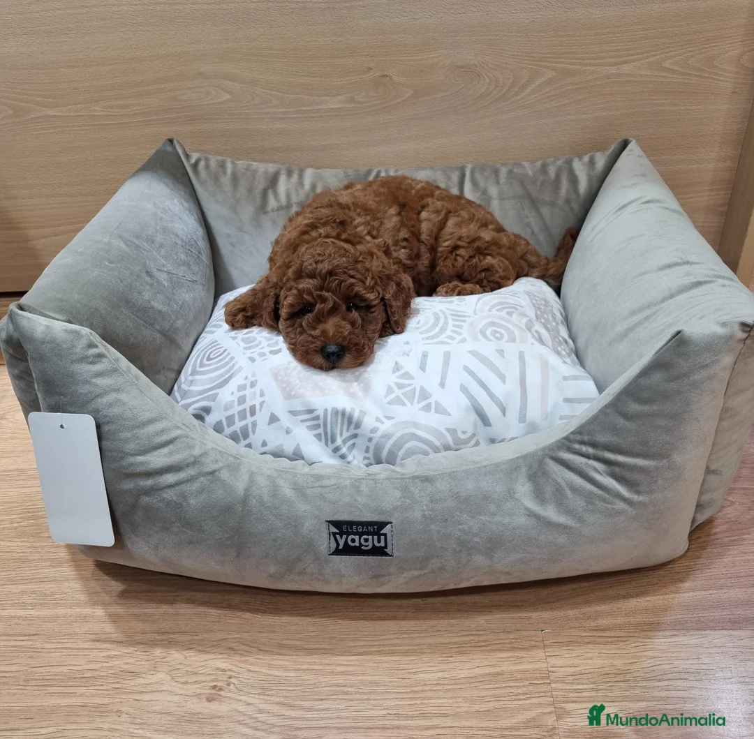 Caniche Enano perros en venta: Caniches - Anuncio 4