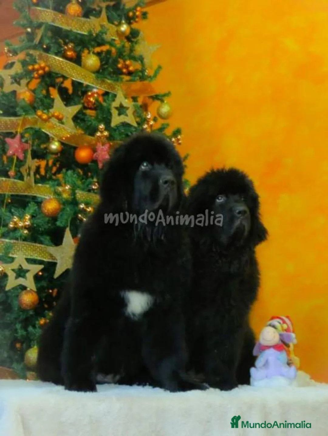 Imagen de galería {{count}}