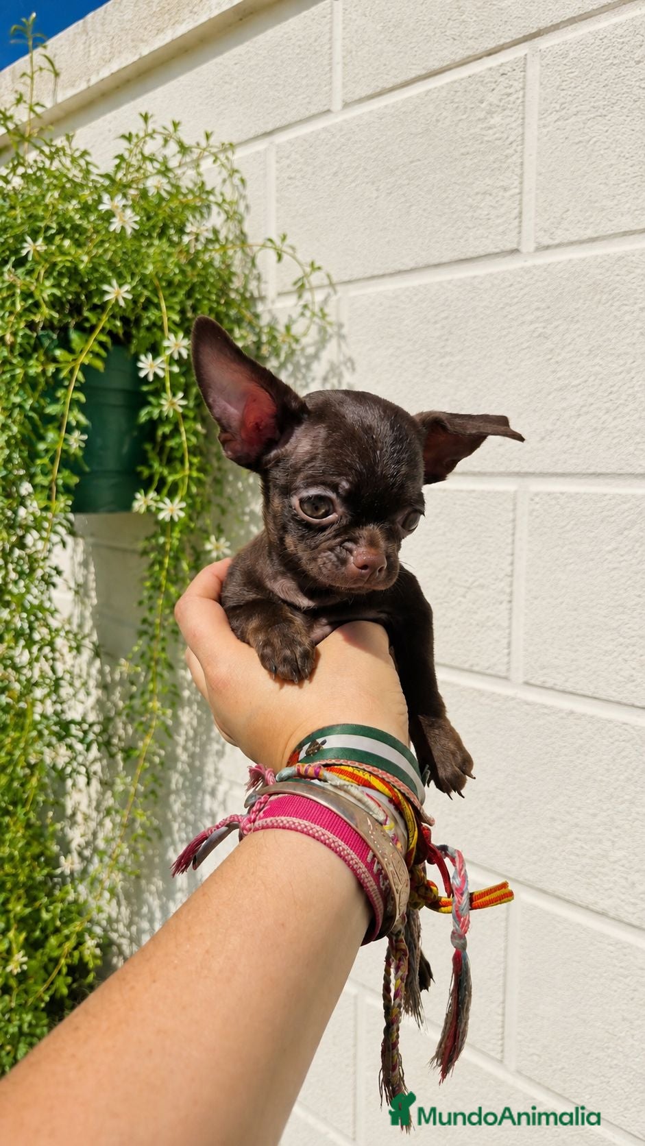 Chihuahua perros Chihuahuas 🍫 chocolates - Anuncio 3