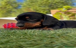 Teckel Miniatura perros en venta: TECKEL MINIATURA  - Imagen 2
