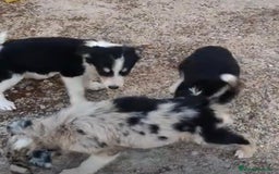 Border Collie perros en venta: Border collie Ultimas 2 hembras  - Imagen 1