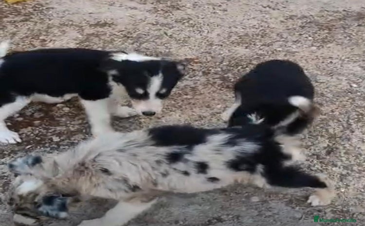 Border Collie perros - Anuncio 1