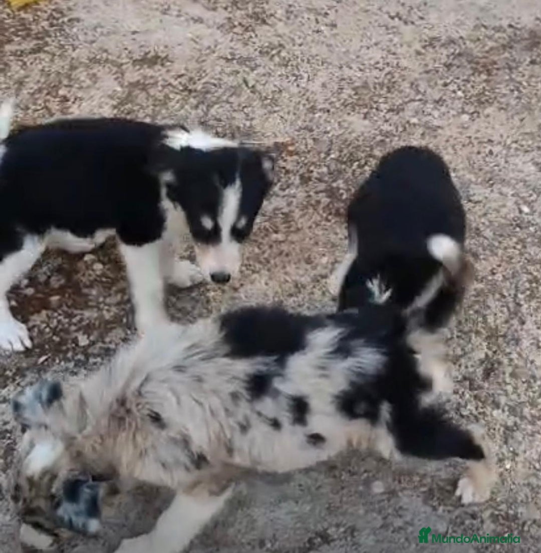 Border Collie perros en venta: Border collie Ultimas 2 hembras  - Imagen 1