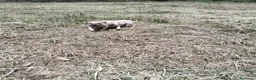 Whippet perros en venta: Whipper  - Anuncio 3