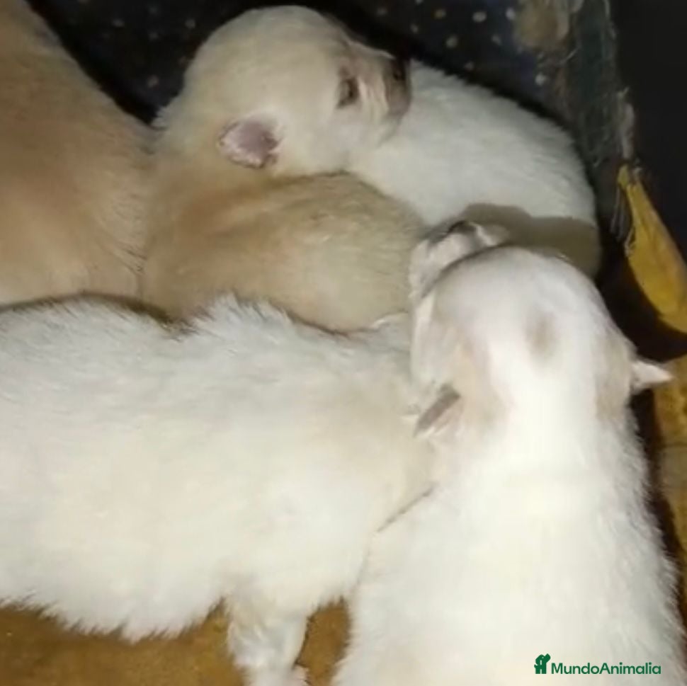 Pomerania perros Lulu pomerania toy  - Anuncio 3