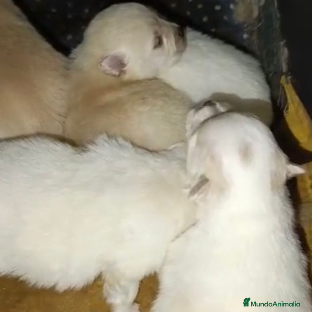 Pomerania perros en venta: Lulu pomerania toy  - Anuncio 1