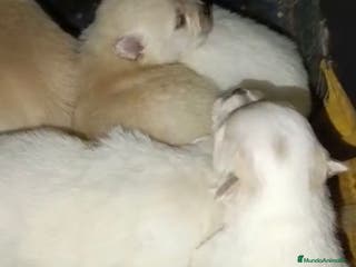 Pomerania perros Lulu pomerania toy - Anuncio 31