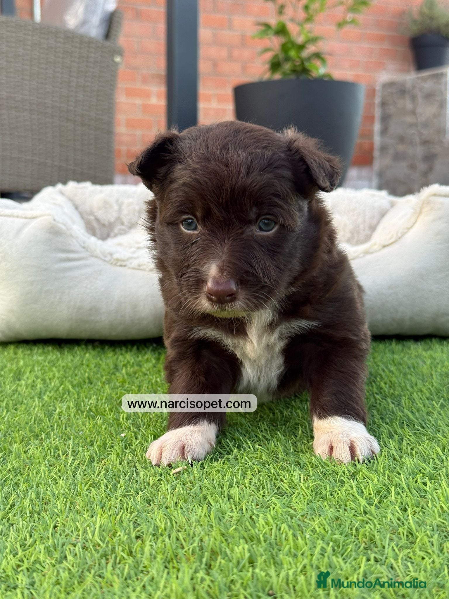Border Collie perros en venta: BORDER COLLIE MACHO - Anuncio 1