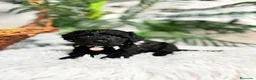 Caniche Enano perros en venta: CANICHES ENANAS HEMBRAS - Anuncio 8