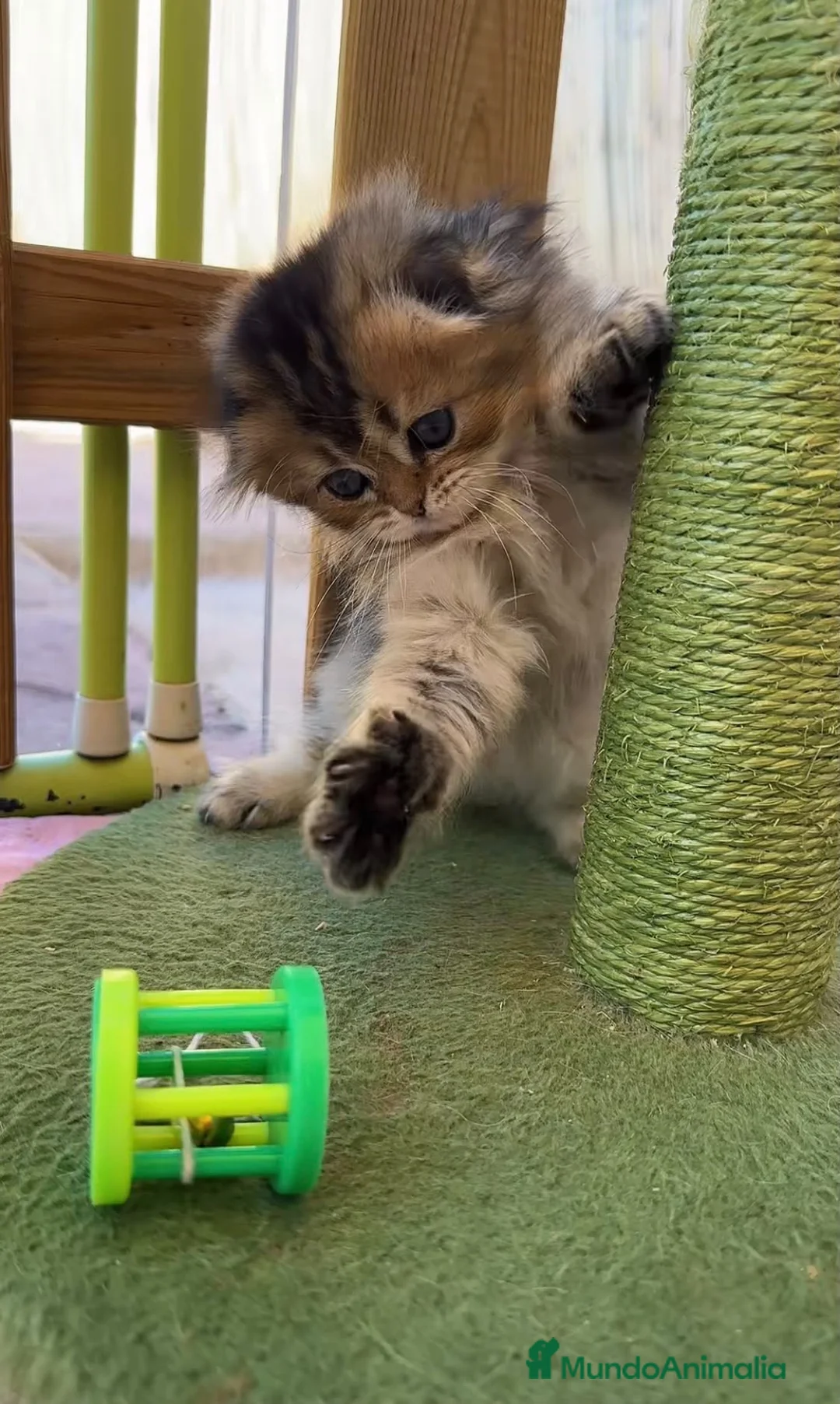 Británico de Pelo Corto gatos en venta: Gatitos británicos  - Anuncio 12