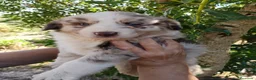 Border Collie perros en venta: Bordell collin De Campeonato Únicos Calidad - Anuncio 3