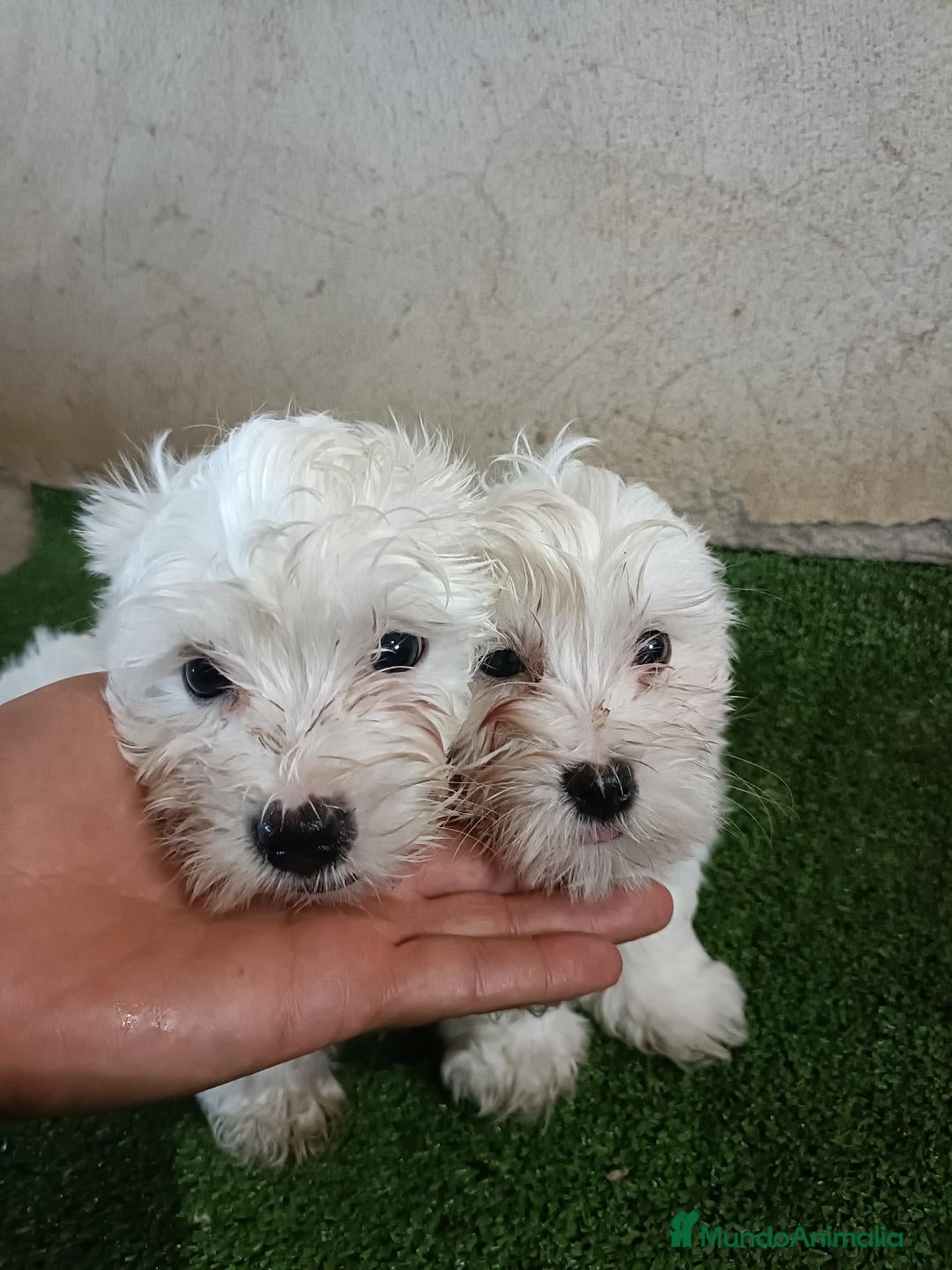 Bichón Maltés perros en venta: Preciosos Bichon Maltes - Imagen 1
