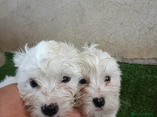 Bichón Maltés perros - Anuncio 14