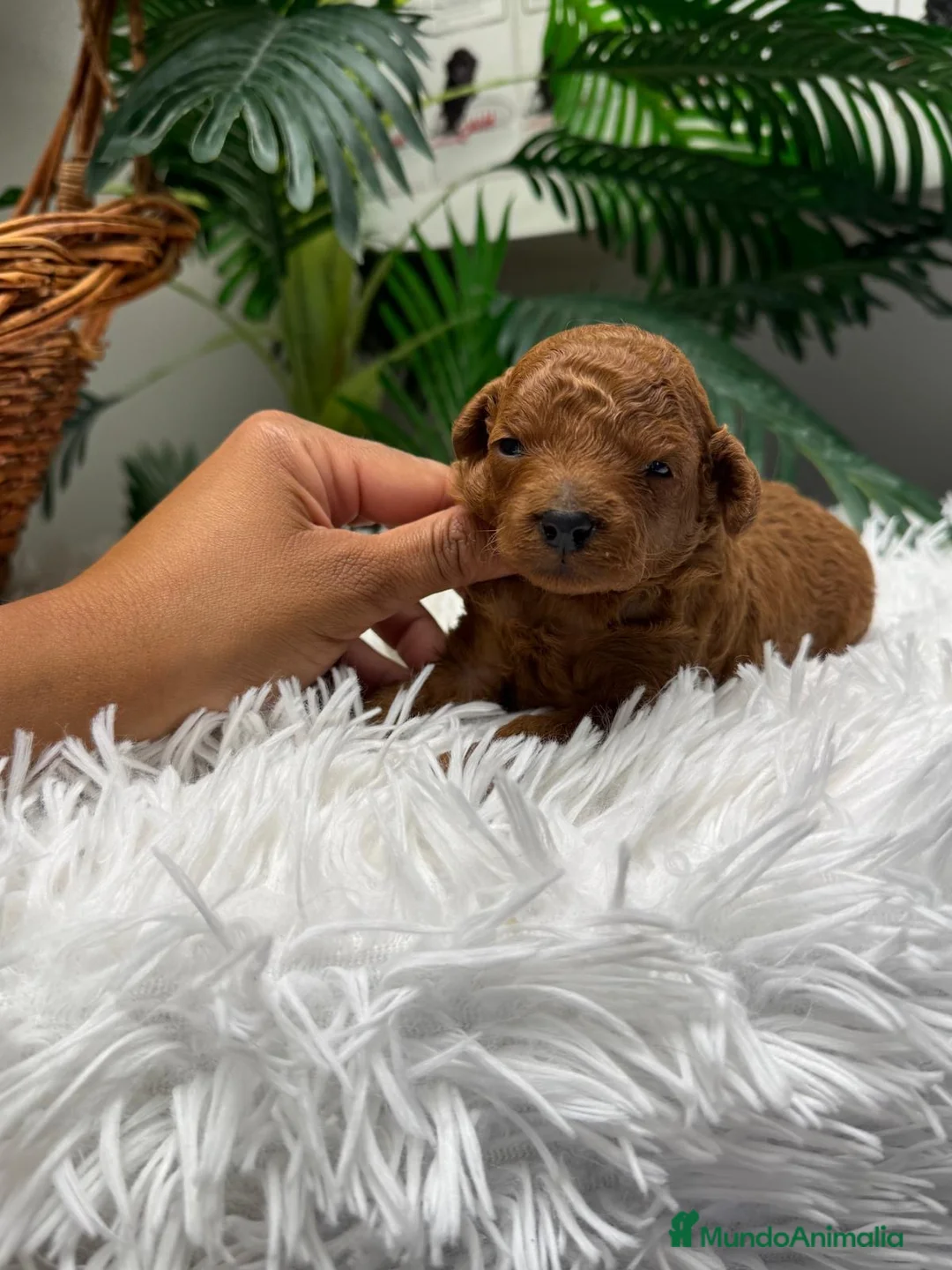Caniche Toy perros en venta: CANICHE TOY - Anuncio 1