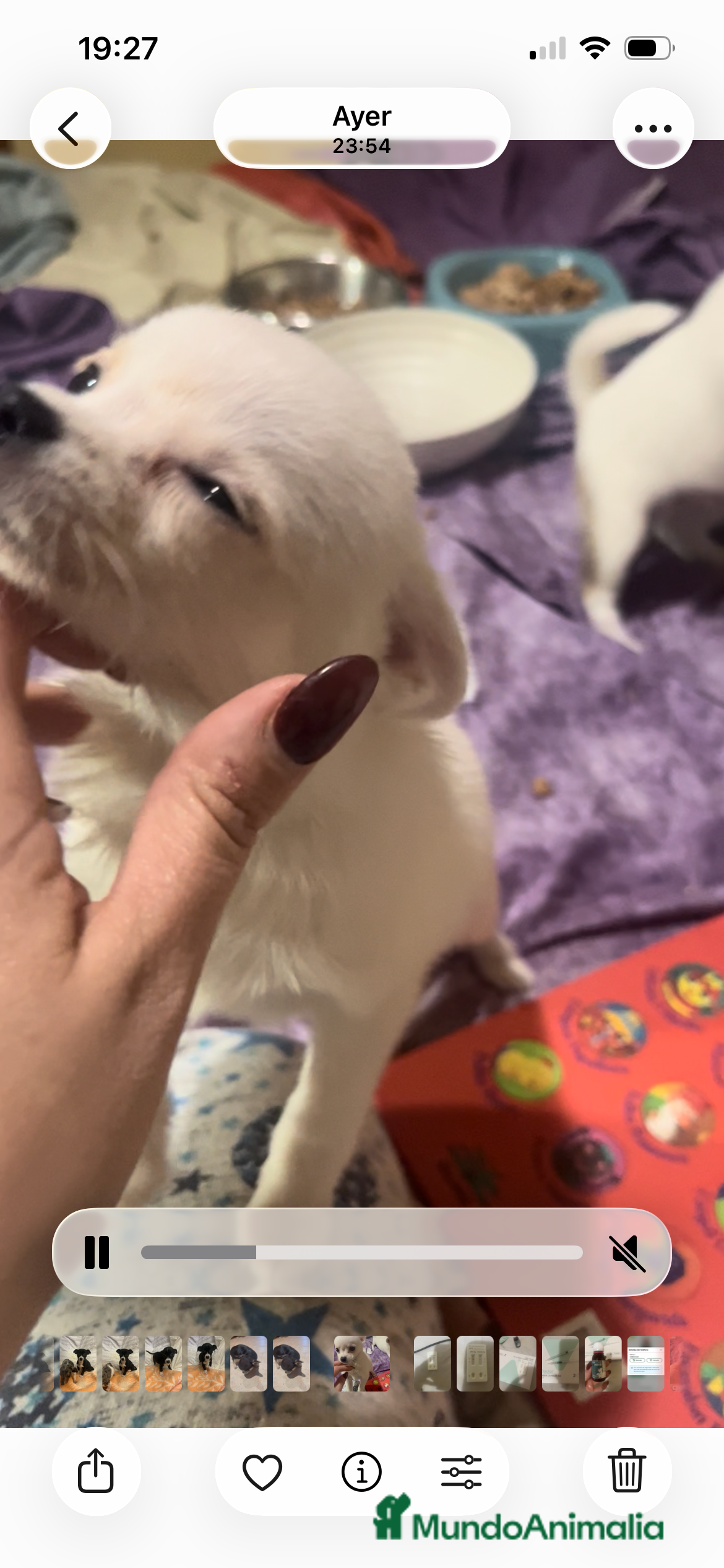 Chihuahua perros Hembra negro fuego  - Anuncio 2