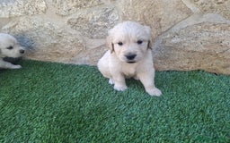 Golden Retriever perros en venta: Golden Retriever  - Imagen 2