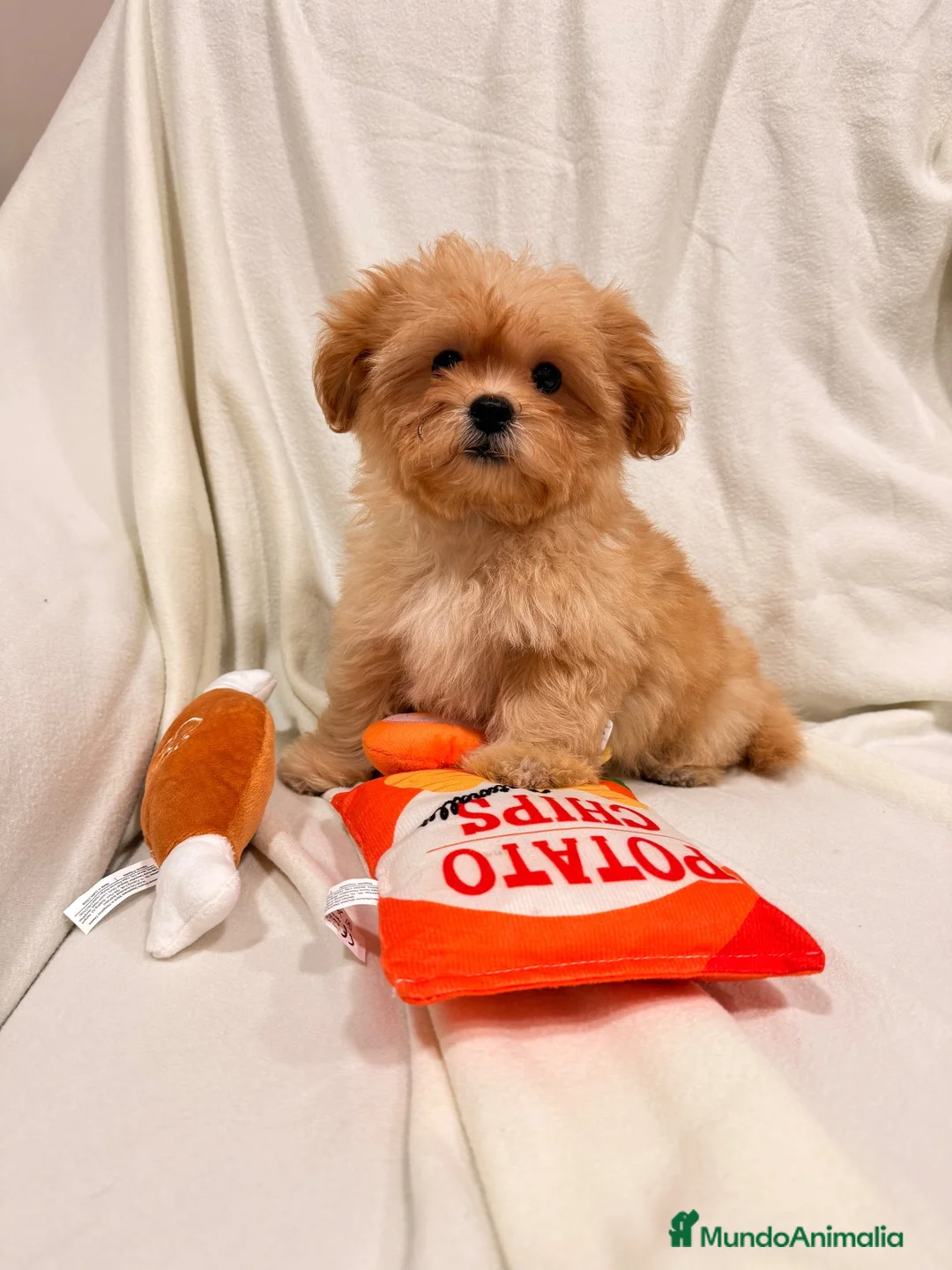 Shihpoo perros en venta: Yo Soy Fofito - Anuncio 1
