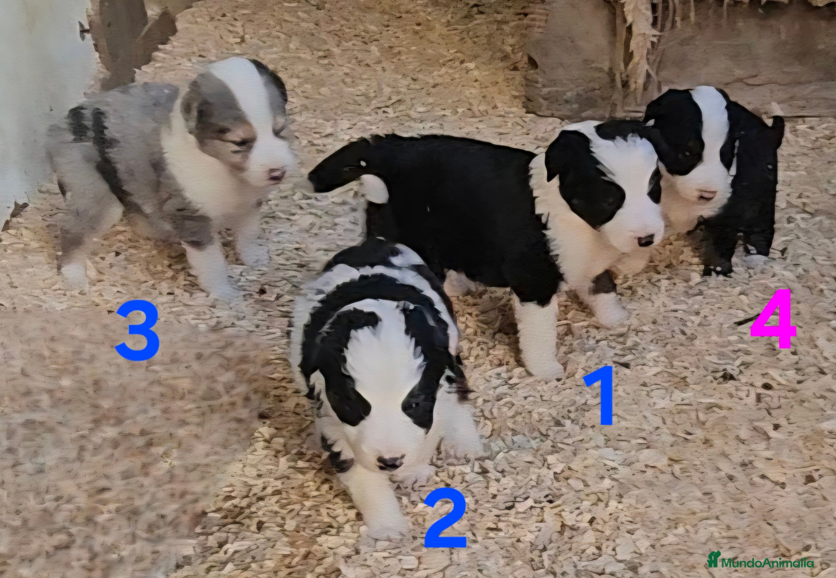 Border Collie perros Camada border collie - Anuncio 11