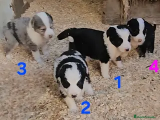 Border Collie perros Camada border collie - Anuncio 11