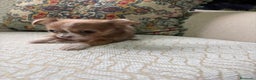 Chihuahua perros en venta: Chihuahua Toy hembra chocolate pelo largo  - Anuncio 9