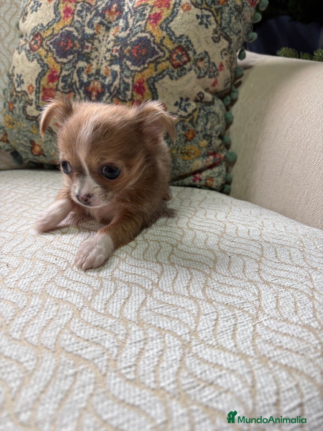 Chihuahua perros en venta: Chihuahua Toy hembra chocolate pelo largo  - Anuncio 9