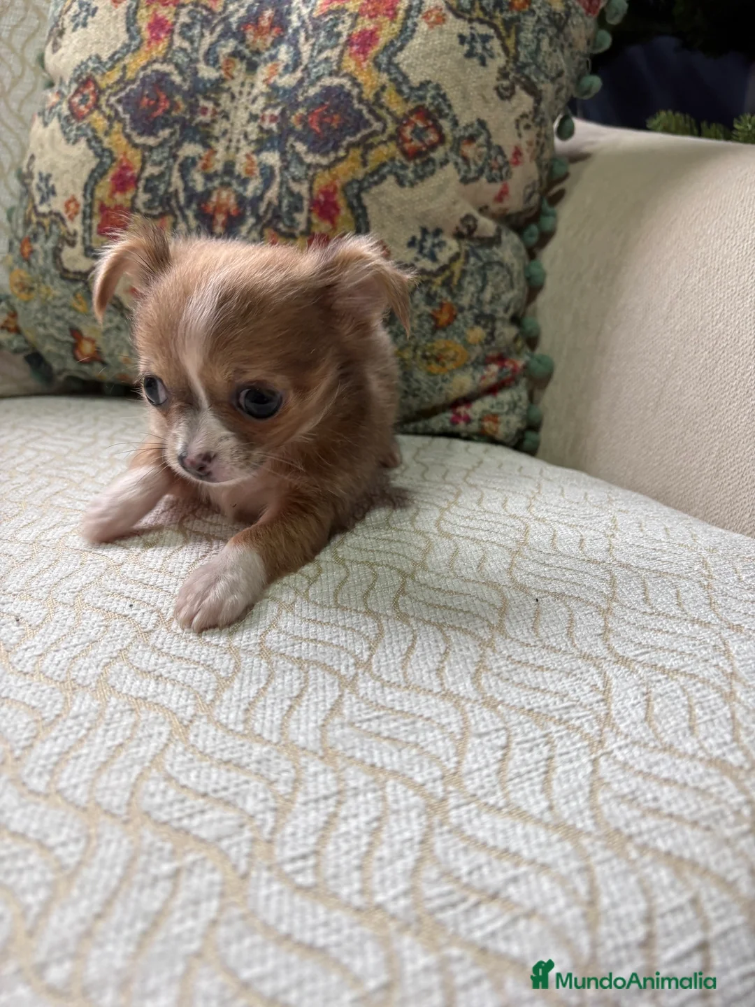 Chihuahua perros en venta: Chihuahua Toy hembra chocolate pelo largo  - Anuncio 9