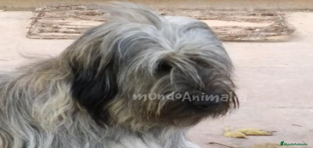 Imagen de galería {{count}}