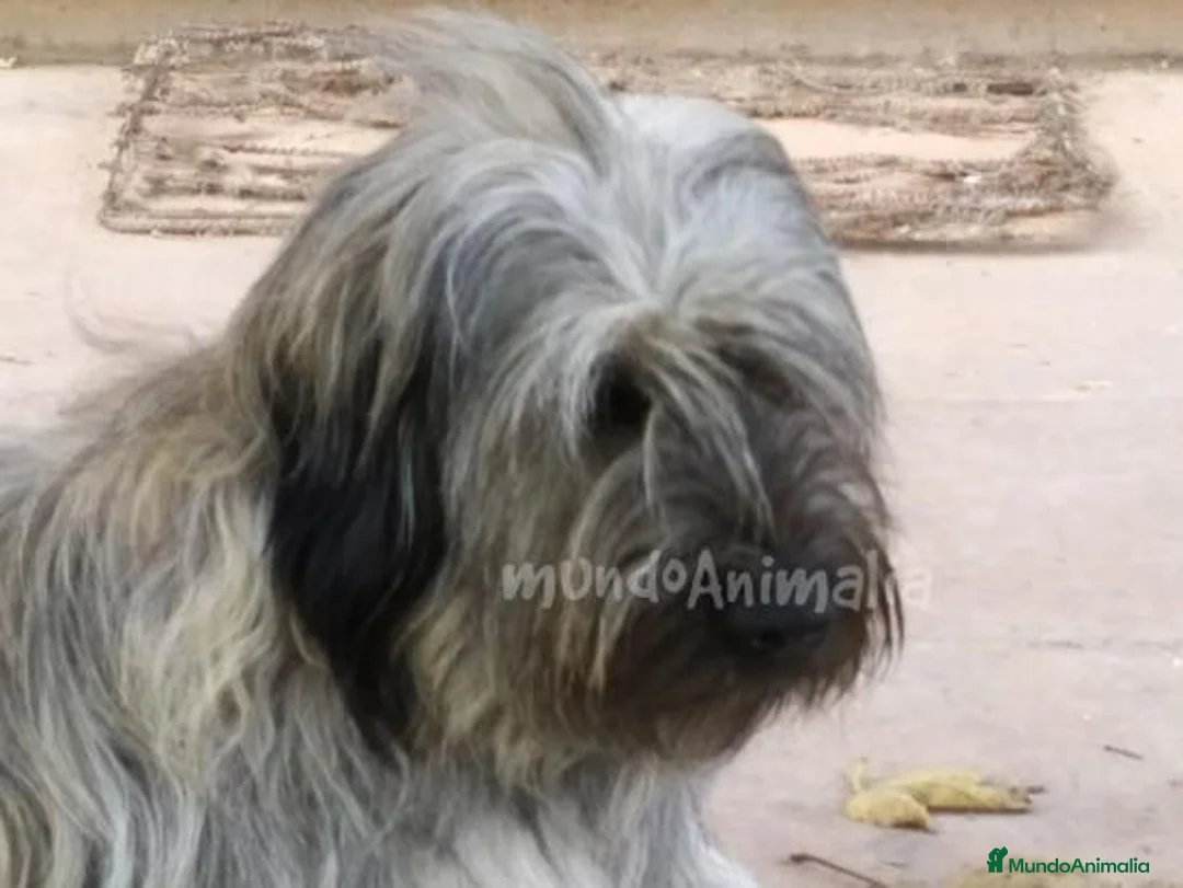 Imagen de galería {{count}}