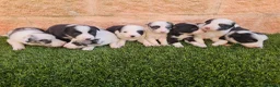 Border Collie perros en venta: CACHORROS DE BORDER COLLIE - Anuncio 3