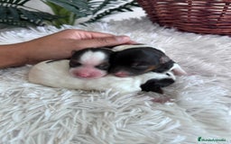 Yorkshire Terrier perros en venta: YORKSHIRE TERRIER BIEWER - Imagen 18