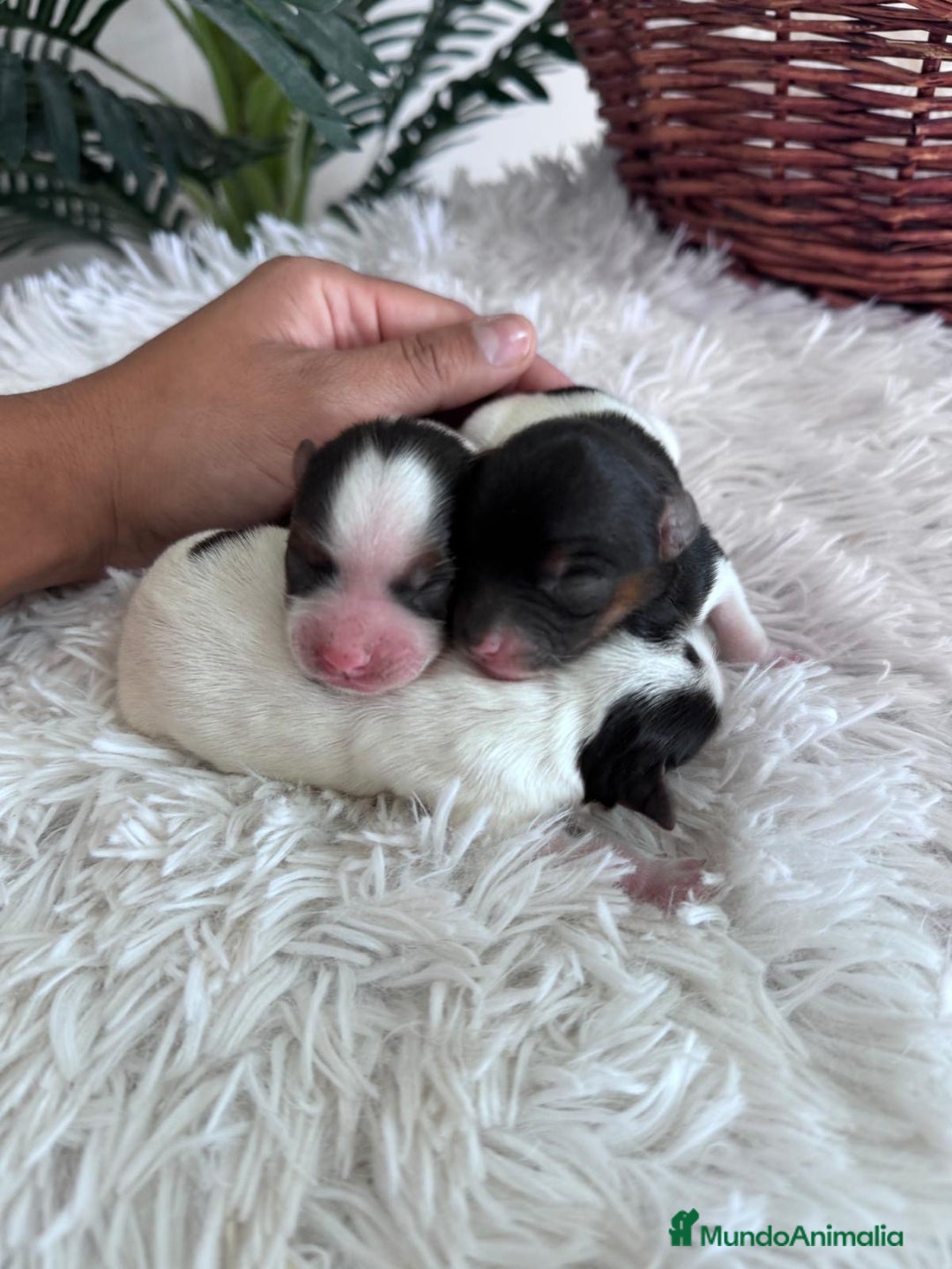 Yorkshire Terrier perros en venta: YORKSHIRE TERRIER BIEWER - Imagen 18