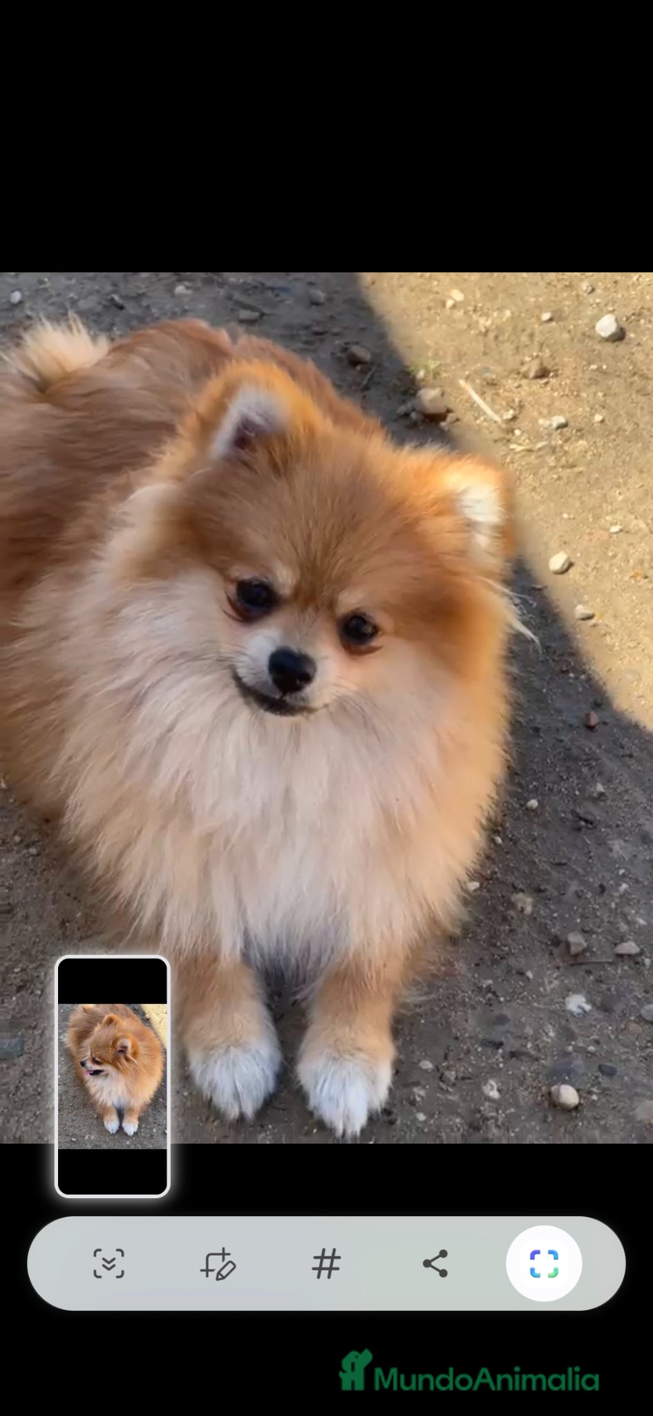 Pomerania perros Pomerania  - Anuncio 33