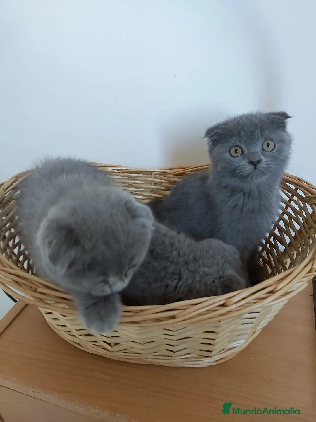 Scottish Fold gatos en venta: Scottish fold - Anuncio 5