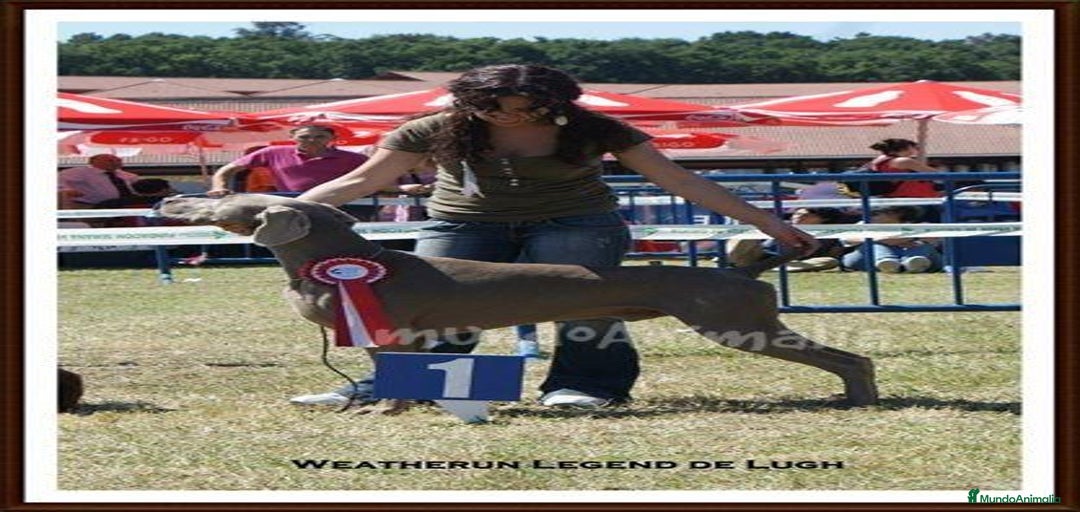 Imagen de galería {{count}}