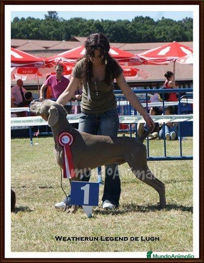 Imagen de galería {{count}}