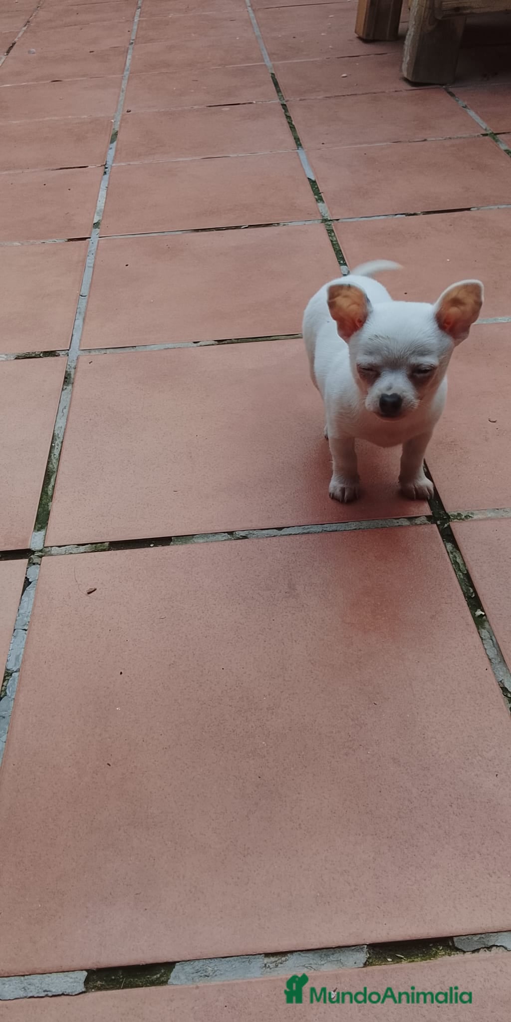 Chihuahua perros CHIHUAHUA MACHO EXCLUSIVO  - Anuncio 1