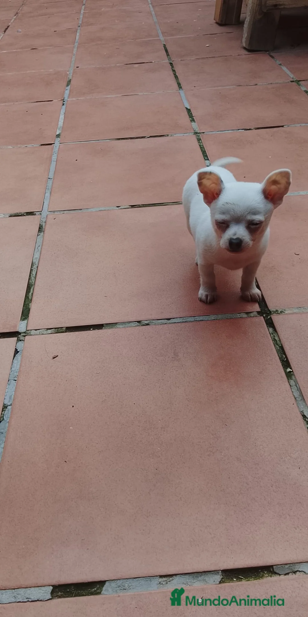 Chihuahua perros en venta: CHIHUAHUA MACHO EXCLUSIVO  - Anuncio 1
