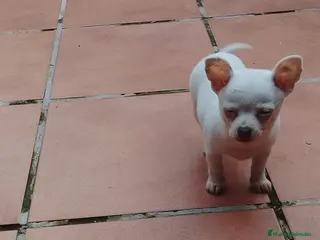 Chihuahua perros CHIHUAHUA MACHO EXCLUSIVO - Anuncio 1