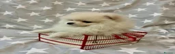 Pomerania perros en venta: Pomerañia  toy  - Anuncio 9
