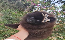 Pomerania perros en venta: Cachorritos exoticos  - Imagen 6