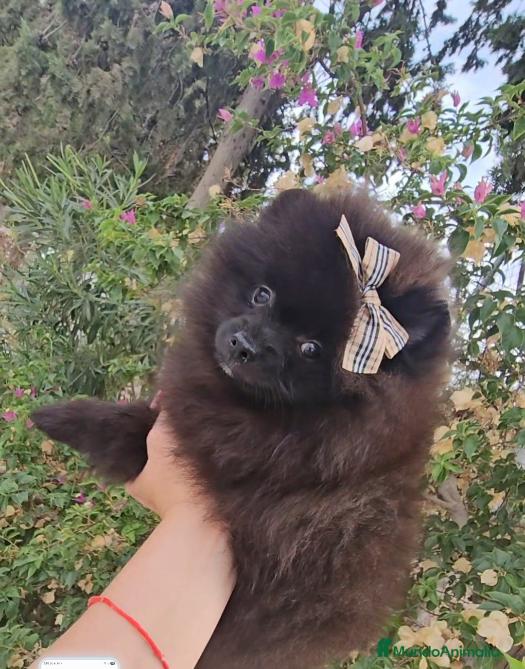 Pomerania perros en venta: Cachorritos exoticos  - Imagen 6