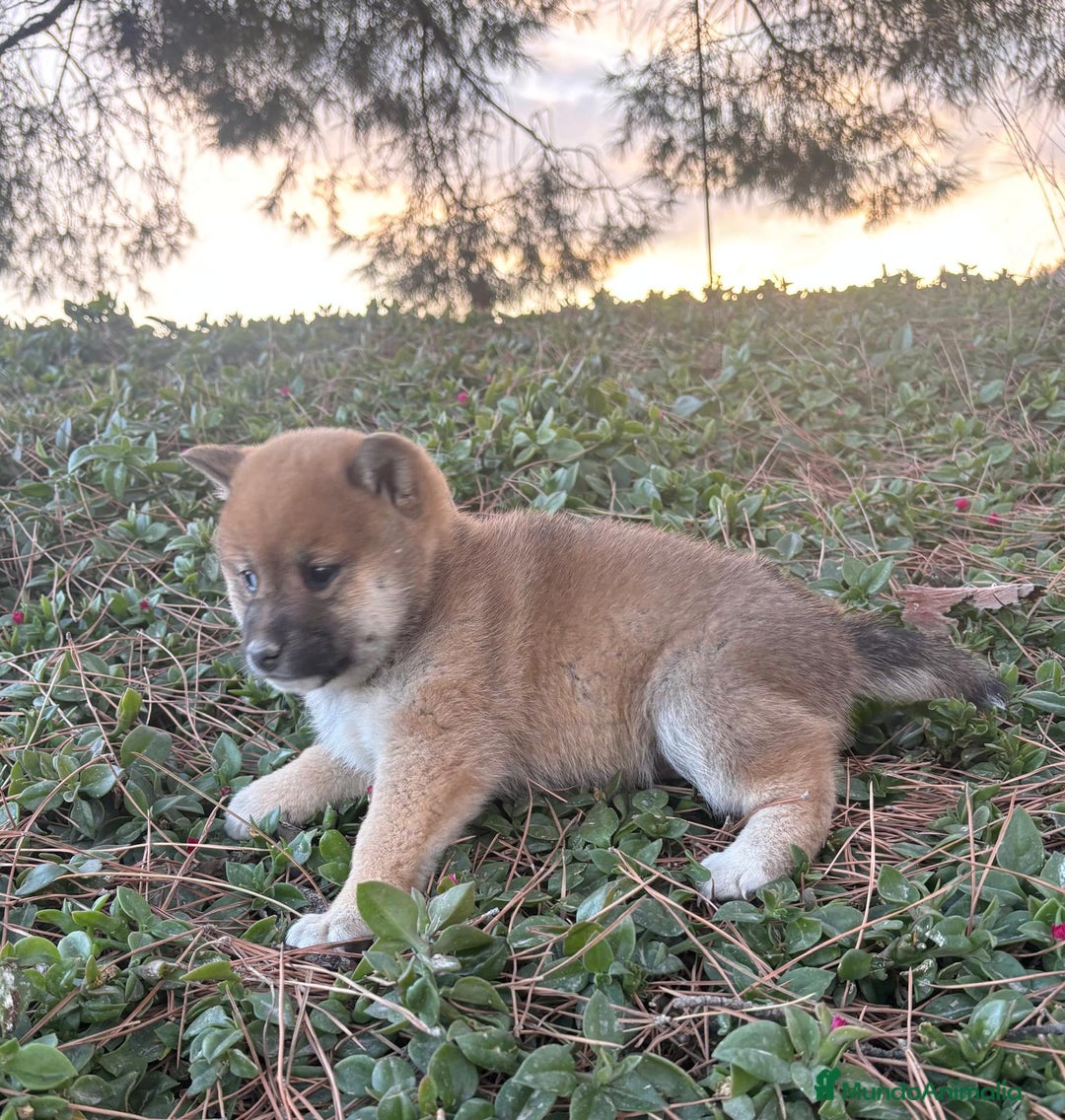 Shiba Inu perros en venta: SHIBA INU - Anuncio 2